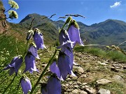 15 Campanula barbata 